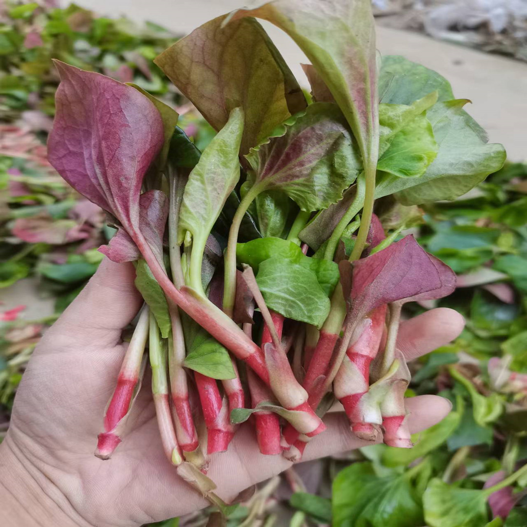 新鲜鱼腥草嫩叶四川折耳根叶子凉拌现发侧耳根猪鼻孔农家应季蔬菜 - 图0