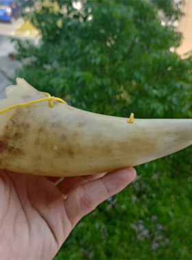 包邮天然海螺贝壳工艺品口哨吹号