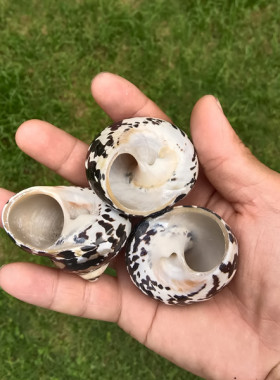 鱼缸造景寄居蟹甲壳海螺贝壳