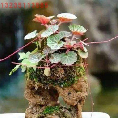 盆栽虎耳草猫耳朵老虎耳盆景植物金丝荷叶假山造景植物园艺植物 - 图1