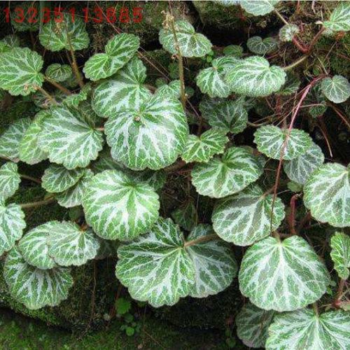 盆栽虎耳草猫耳朵老虎耳盆景植物金丝荷叶假山造景植物园艺植物 - 图2