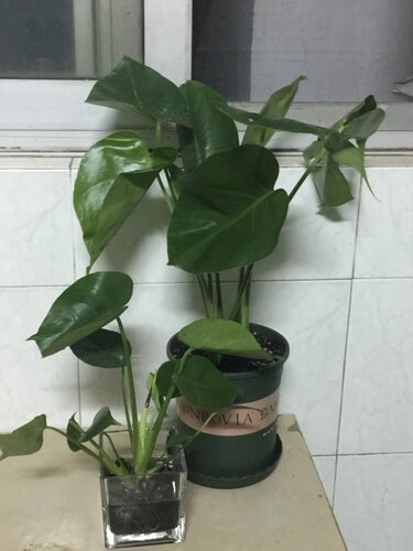 观叶植物龟背竹水培水生水养室内客厅吸甲醛盆栽大叶绿植四季常青 - 图2