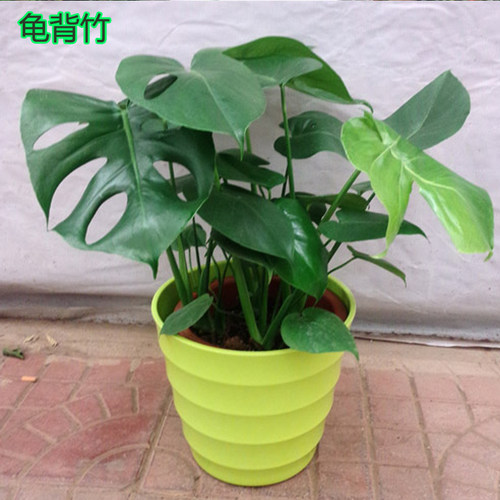 观叶植物龟背竹水培水生水养室内客厅吸甲醛盆栽大叶绿植四季常青 - 图0