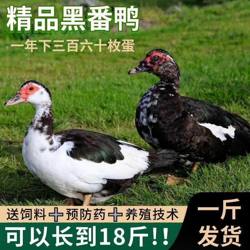 【包红脸】正宗旱鸭子纯种黑正番鸭苗一斤鸳鸯鸭散养火鸭西洋鸭苗 - 图0