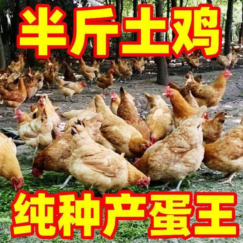活体家养小鸡半斤鸡产蛋王土鸡健康大品种鸡绿壳蛋鸡下蛋母鸡宠物,淘宝优惠券,粉丝福利购,淘宝优惠卷
