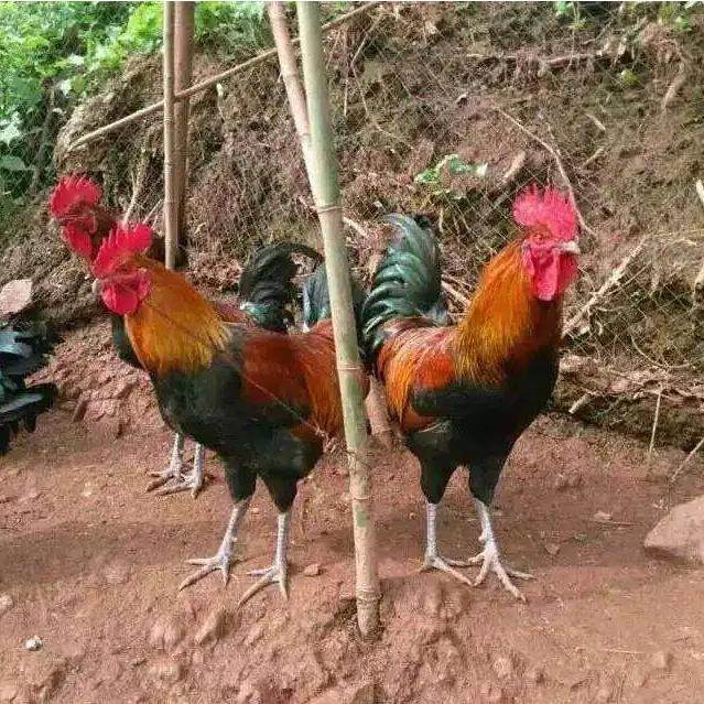 半斤瑶鸡苗纯种瑶山鸡贵州青脚土鸡苗纯种笨鸡草鸡血毛鸡农家宠物,淘宝优惠券,粉丝福利购,淘宝优惠卷