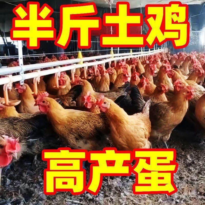 活体家养小鸡半斤鸡产蛋王土鸡健康大品种鸡绿壳蛋鸡下蛋母鸡宠物,淘宝优惠券,粉丝福利购,淘宝优惠卷