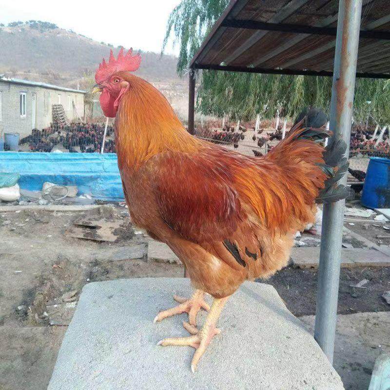 半大正宗k9鸡大型肉鸡九斤红活鸡鸡线散养土鸡苗下蛋脱温鸡苗宠物,淘宝优惠券,粉丝福利购,淘宝优惠卷