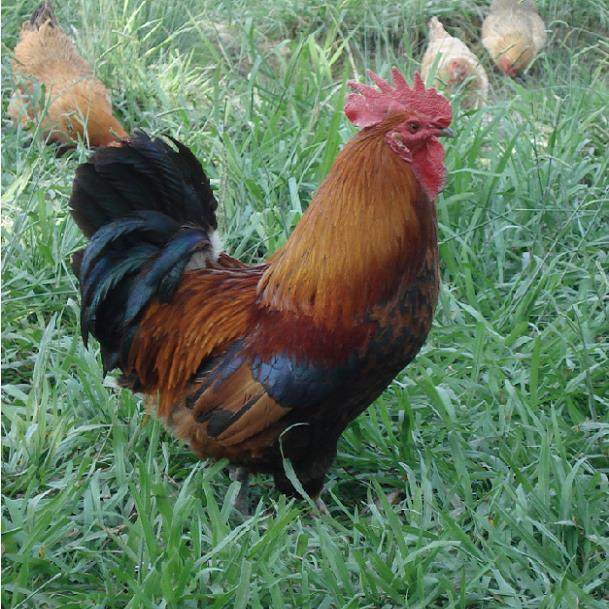 半斤瑶鸡苗纯种瑶山鸡贵州青脚土鸡苗纯种笨鸡草鸡血毛鸡农家宠物,淘宝优惠券,粉丝福利购,淘宝优惠卷