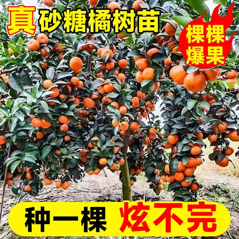 广西沙糖桔子树苗金秋砂糖橘树苗盆栽橘子树带果南北方种植柑橘苗-图0