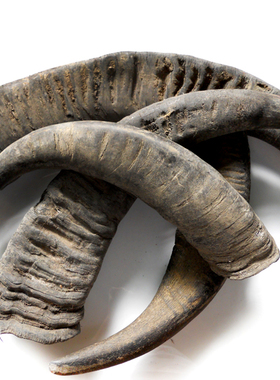 牛角实心原料弹弓料角缘