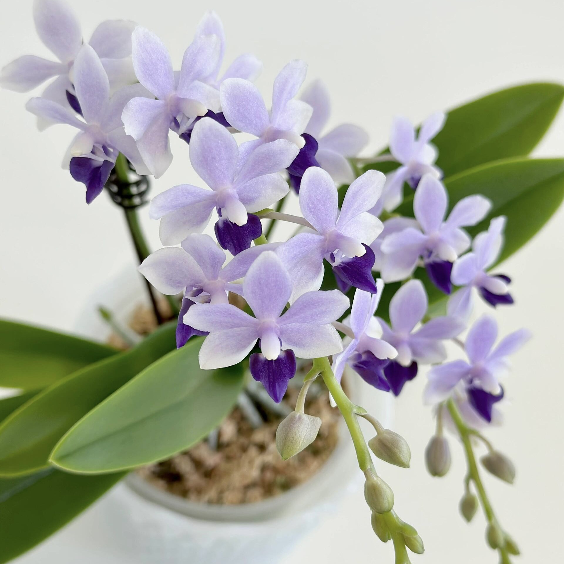 小茴紫蓝宝石紫式部原生种蝴蝶兰3.0寸杯不带花箭对版洋兰,淘宝优惠券,粉丝福利购,淘宝优惠卷