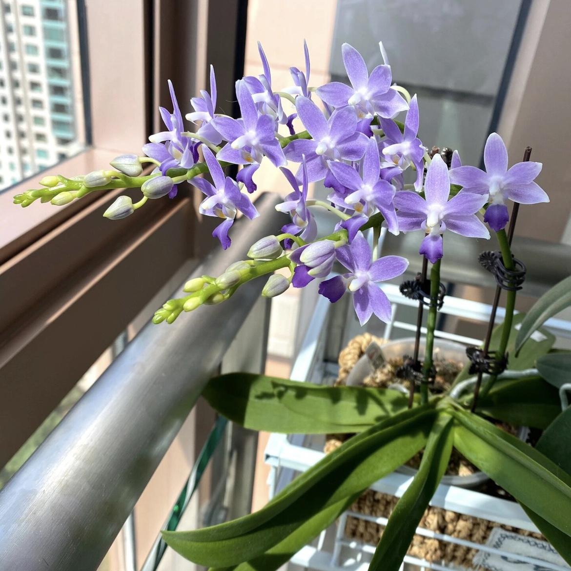 蓝星小茴紫紫式部蝴蝶兰2.8寸湾湾苗客厅阳台室内花卉绿植包对版 - 图3