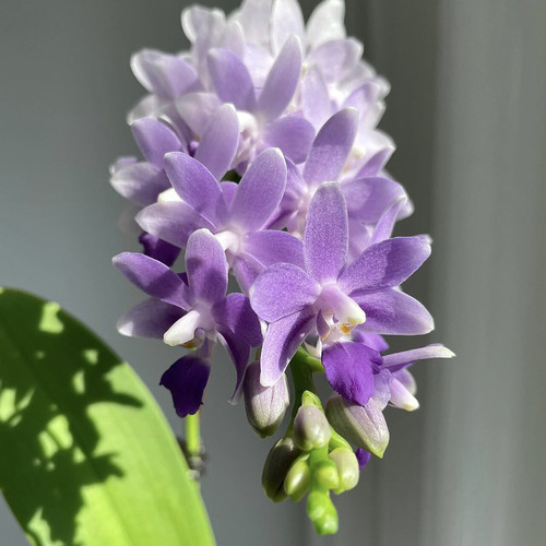 蓝星蝴蝶兰2.8寸杯台湾苗不带花箭带花牌夏花品种正品洋兰苗较小 - 图0