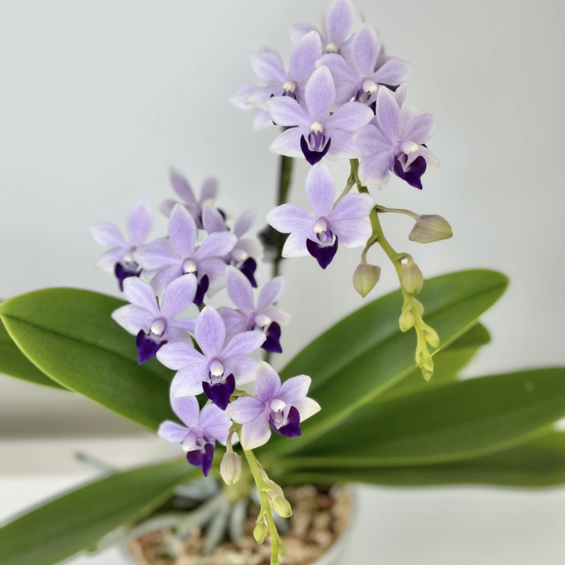 小茴紫蓝宝石紫式部原生种蝴蝶兰3.0寸杯不带花箭对版洋兰,淘宝优惠券,粉丝福利购,淘宝优惠卷