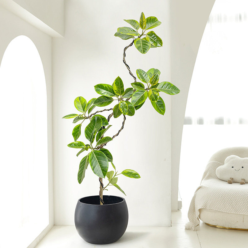 黄金榕室内旺宅富贵榕绿植客厅办公室观叶好养大型花叶橡皮树盆栽,淘宝优惠券,粉丝福利购,淘宝优惠卷