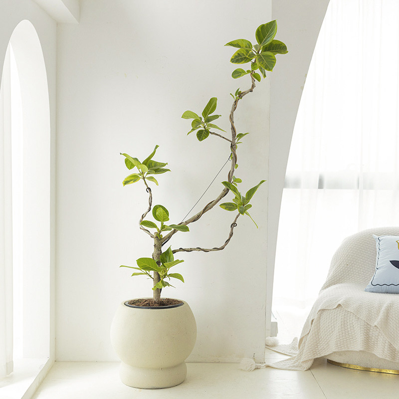 黄金榕室内旺宅富贵榕绿植客厅办公室观叶好养大型花叶橡皮树盆栽,淘宝优惠券,粉丝福利购,淘宝优惠卷