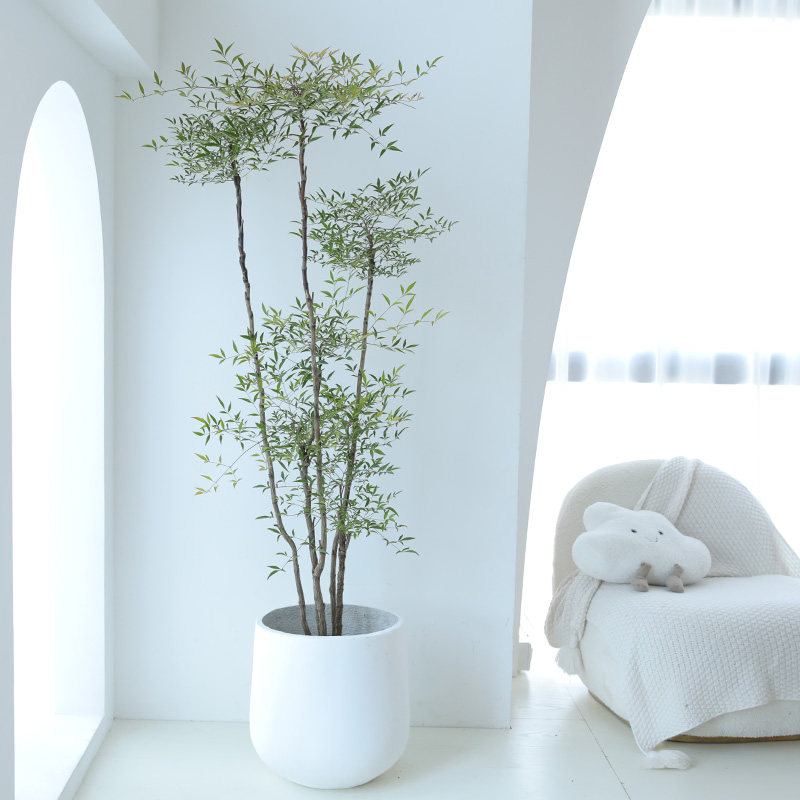 大型南天竹老桩南天竺禅意造型绿植庭院造景阳台客厅室内植物盆栽,淘宝优惠券,粉丝福利购,淘宝优惠卷