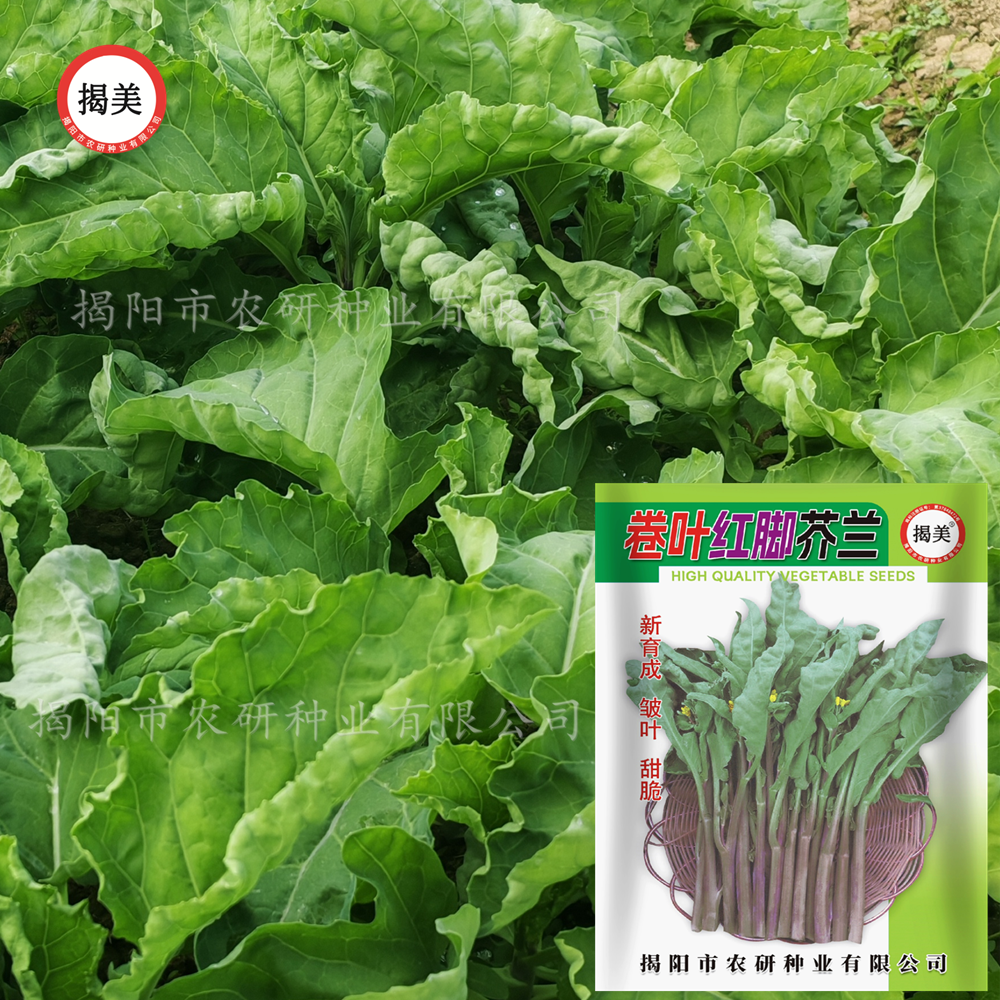 揭美卷叶红脚芥兰种子 甜脆皱叶红脚芥兰籽 秋播芥蓝蔬菜种子10克,淘宝优惠券,粉丝福利购,淘宝优惠卷