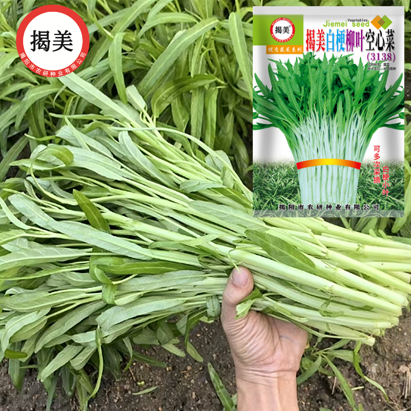 20克500克白梗柳叶空心菜种子 白骨通心菜雍菜籽阳台田园易种蔬菜,淘宝优惠券,粉丝福利购,淘宝优惠卷