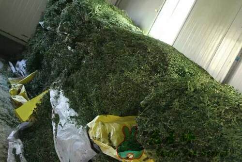 兔子林-2026年 紫花苜蓿草 杆细叶绿 嫩尖香绿 三箱江浙沪包邮 - 图2