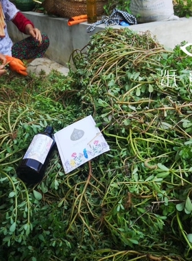 纸鸢500ml纯露保湿补水香草