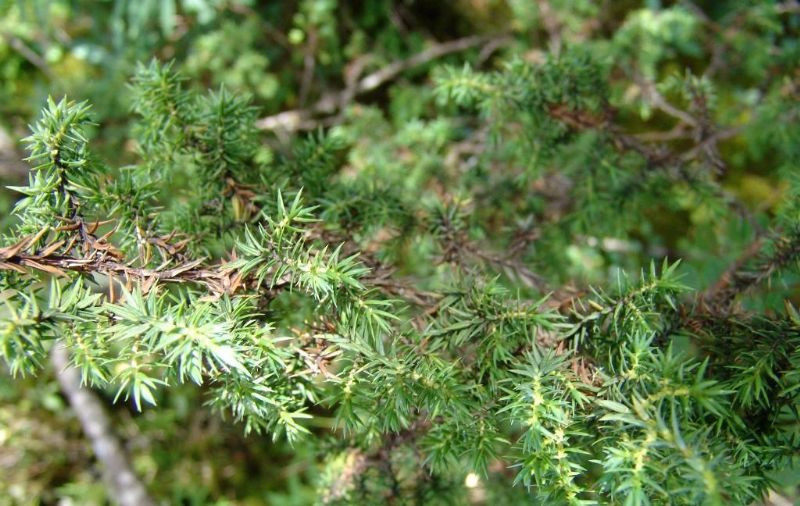 中药材刺柏 500克刺柏叶柏叶杜松树叶.山刺柏短柏木新鲜干货_虎窝淘