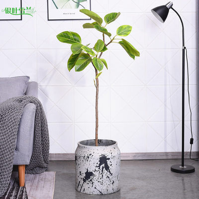 花叶榕盆栽富贵黄金榕高山榕绿植室内客厅办公室阳台彩叶喜阳植物 虎窝淘