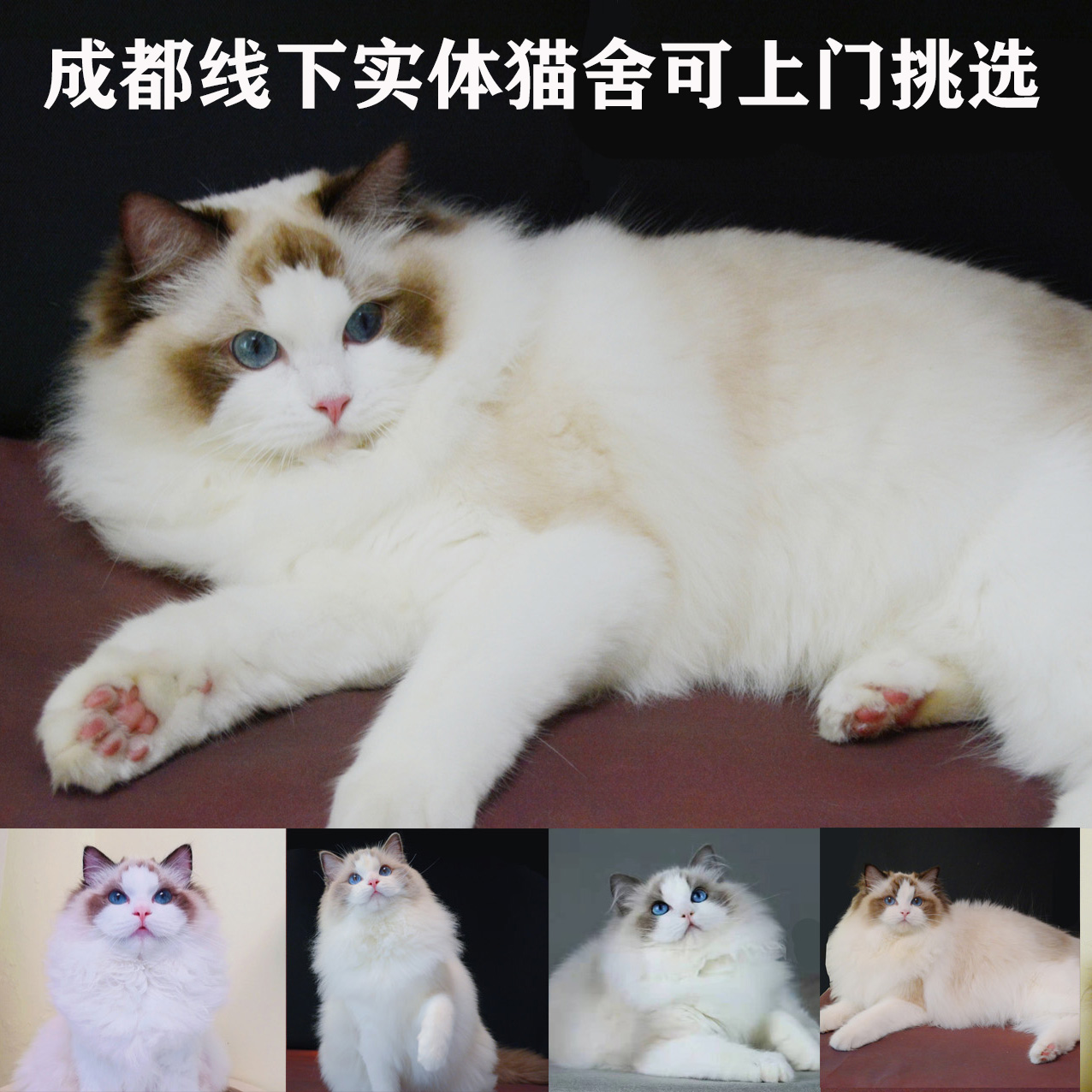 纯种血统布偶猫猫咪蓝双海双幼猫小猫母猫公猫弟弟妹妹活物活体猫 - 图1