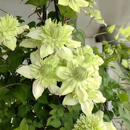 铁线莲小绿二类花大花多季节开花适合地栽爬藤速度快 - 图2