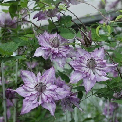F系四季重瓣铁线莲爬藤植物花苗带花庭院花卉盆栽地栽观花植物 - 图1
