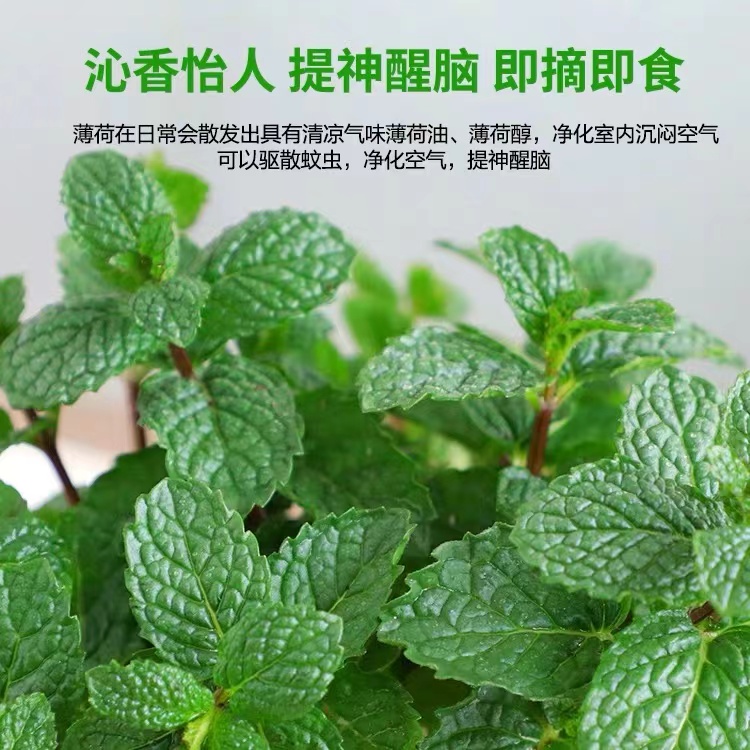 薄荷盆栽可食用泡茶四季常青好养易活留兰香薄荷叶苗阳台驱蚊植物