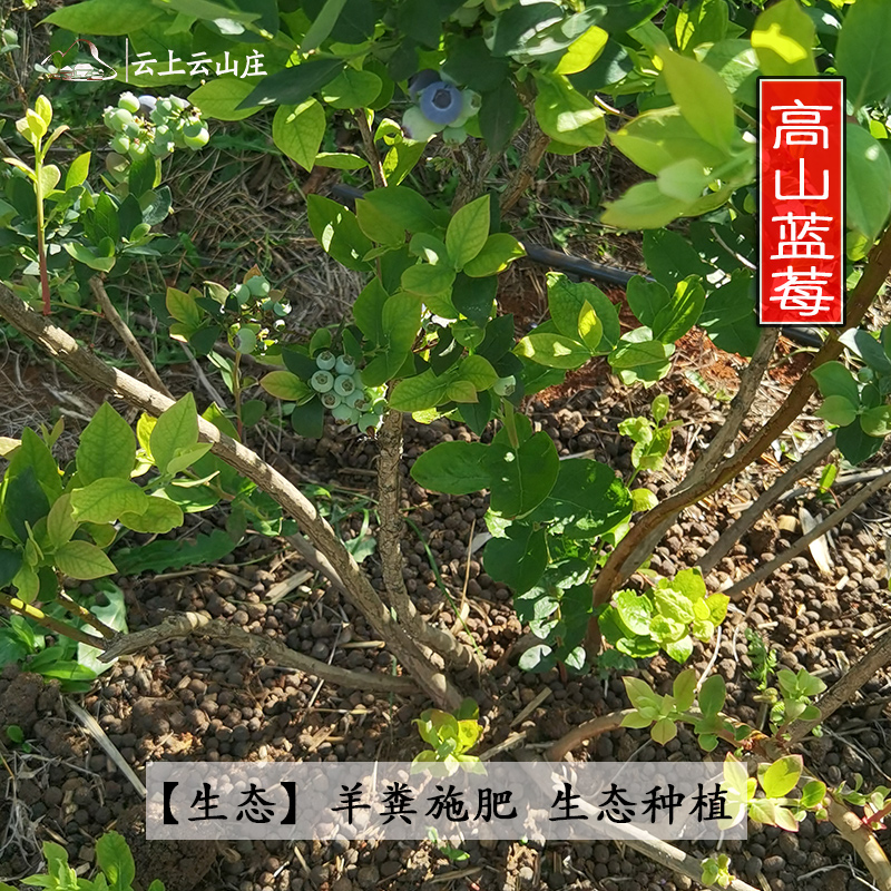 应季现摘云南高原小蓝莓鲜果优瑞卡孕妇宝宝脆甜兰梅生态新鲜水果