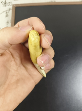 仿真树脂虎牙模型文玩牙齿吊坠把件工艺品可把玩收藏虎牙树脂模型