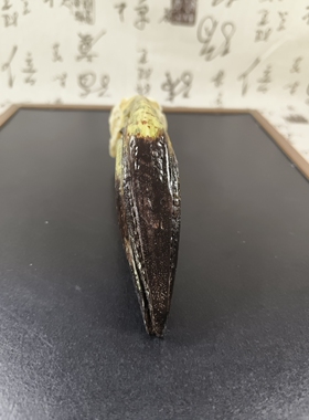 仿真火烈鸟头骨模型一比一复刻动物头骨树脂摆件绘画教学展览模型