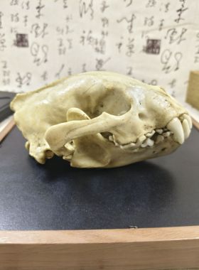 仿真动物狼獾头骨模型标本博物馆收藏教学素描绘画参考工艺品摆件