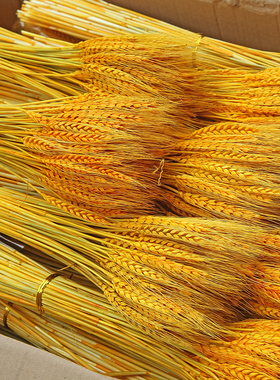 精品大麦天然黄金麦穗干花束开业花篮客厅装饰摆件道具批发barley