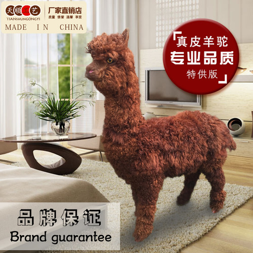 仿真羊驼 创意家居驼羊模型 吉祥招财摆件橱窗展示道具羊驼标本 - 图0