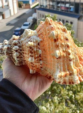包邮天然超大海螺贝壳金口蛙螺石头螺 收藏装饰礼品鱼缸摆件珊瑚