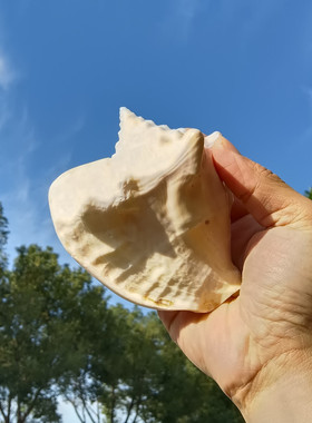 天然海螺贝壳乳白凤凰螺