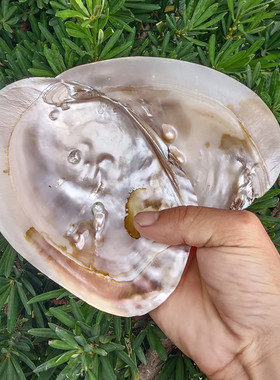 天然海螺贝壳工艺淡水珍珠蚌