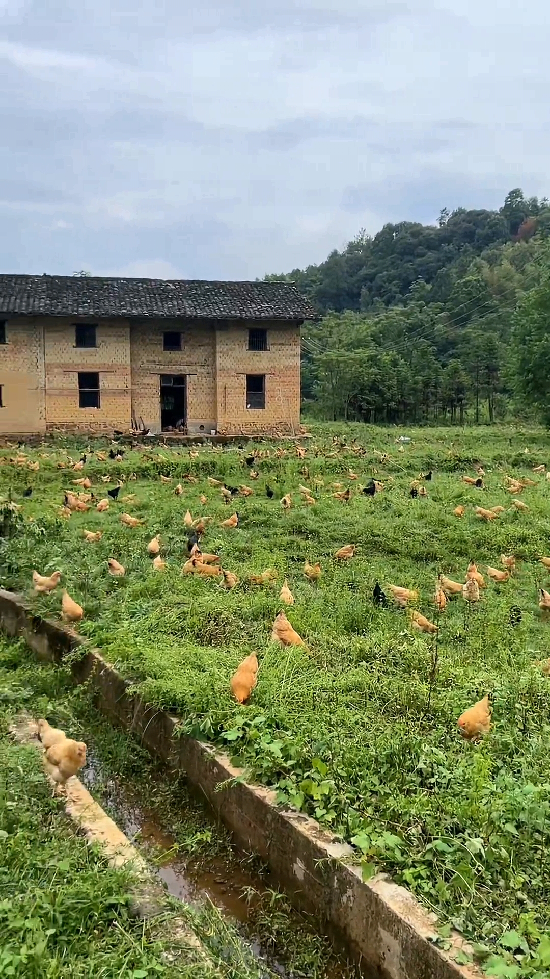 桥米发源地土鸡蛋农家山林散养土鸡蛋可生食土鸡蛋草鸡蛋正宗散养 - 图3