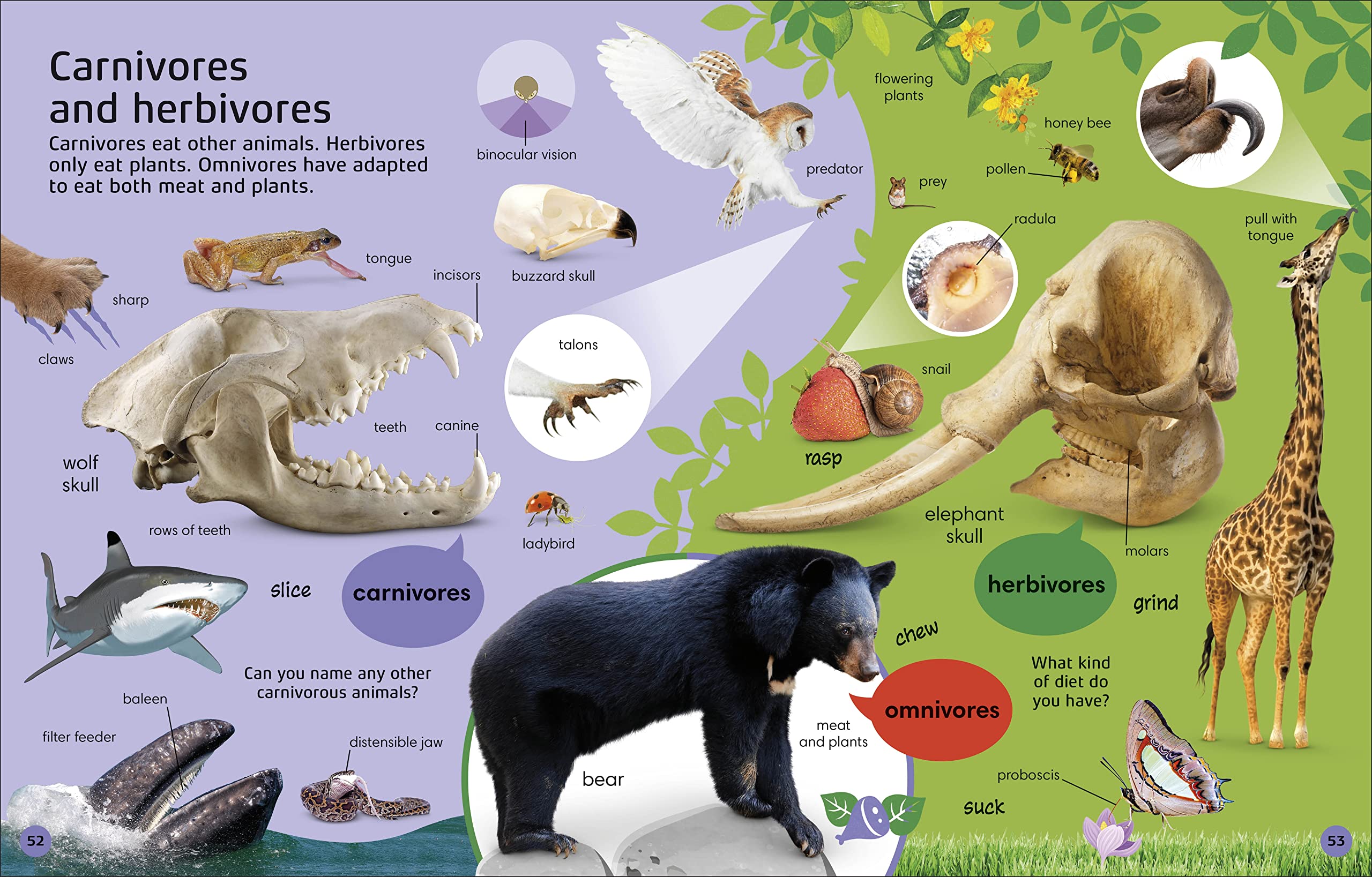 英文原版 1000个动物单词建立动物词汇和读写技能 1000 Animal Words: Build Animal Vocabulary and Literacy Skills