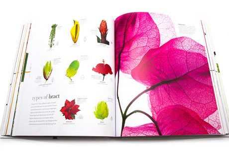 Dk百科系列花 植物的秘密世界英文原版flora Inside The Secret World Of