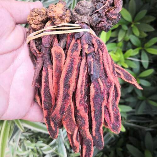 回春草野生不老草云南新鲜顶天柱苁蓉温肾锁阳男性泡茶泡酒料500g - 图0