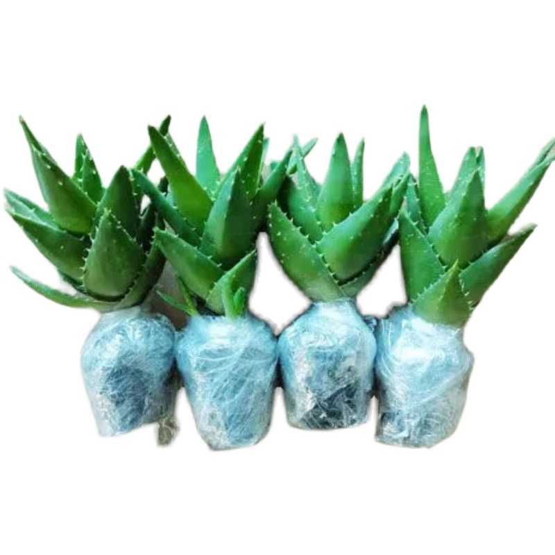 芦荟不夜城多肉植物室内外防辐射桌面迷你盆栽迷四季常青好养绿植 昌隆园艺绿植 淘优券