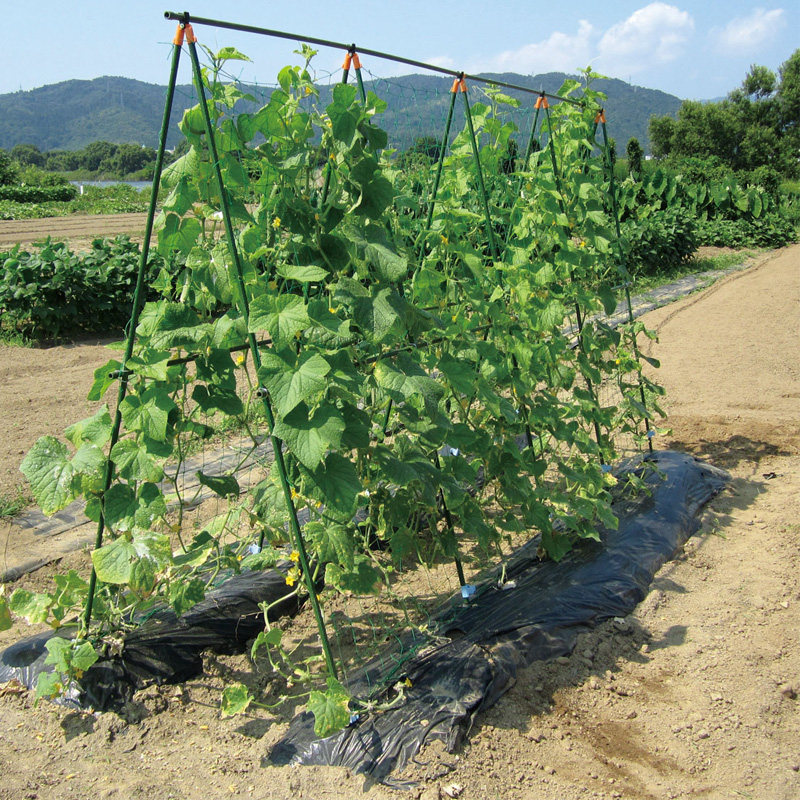 蔬菜植物搭架的方式,菜架怎么搭,四季豆搭架子技巧图片(第12页)_大山谷图库