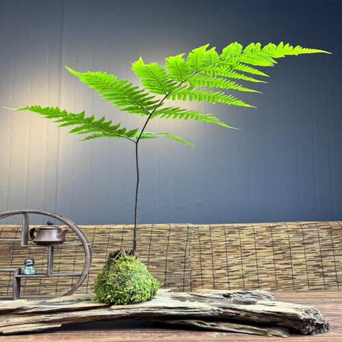 水培苔藓球红磷蕨室内绿植茶桌面办公室一叶禅蕨类植物 - 图1