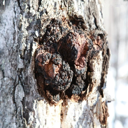 Березовая слеза дикая даксинганлинга 500 г бело -березовые дерево бархат настоящий натуральный березовый коричневый гриб не -Чанбайя гора Россия