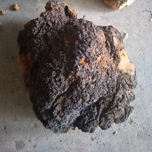 Березовая слеза дикая даксинганлинга 500 г бело -березовые дерево бархат настоящий натуральный березовый коричневый гриб не -Чанбайя гора Россия